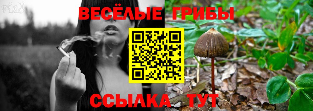 Нововоронеж  Галлюциногенные грибы Magic Shrooms  Вход с VPN  Псилоцибиновые грибы MAGIC MUSHROOMS 